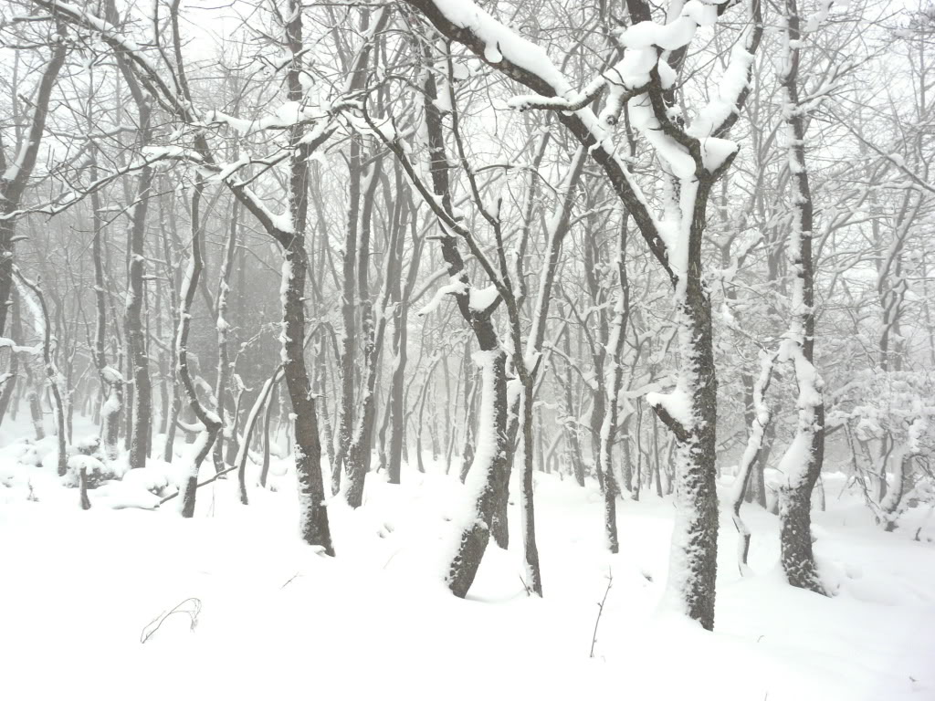 P1030065.jpg