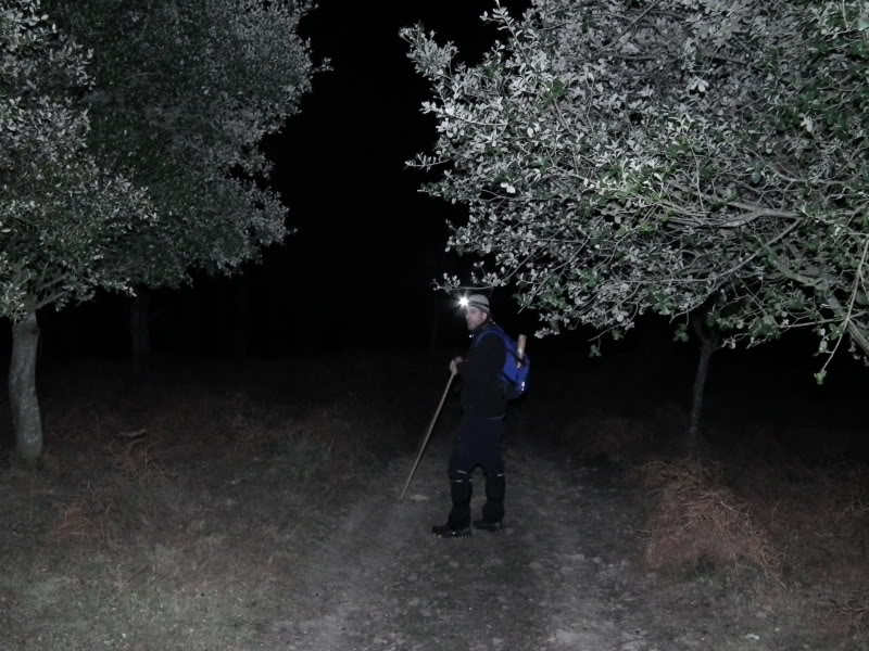 BosquedeAltube021.jpg