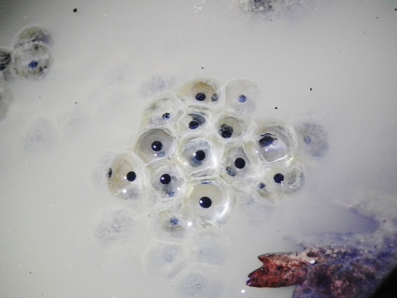 BosquedeAltube089.jpg