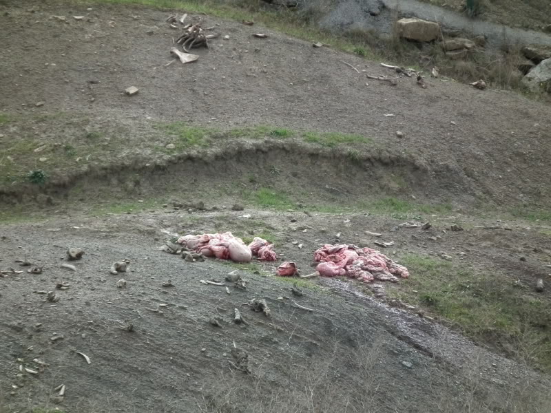 QuebrantahuesosII040.jpg