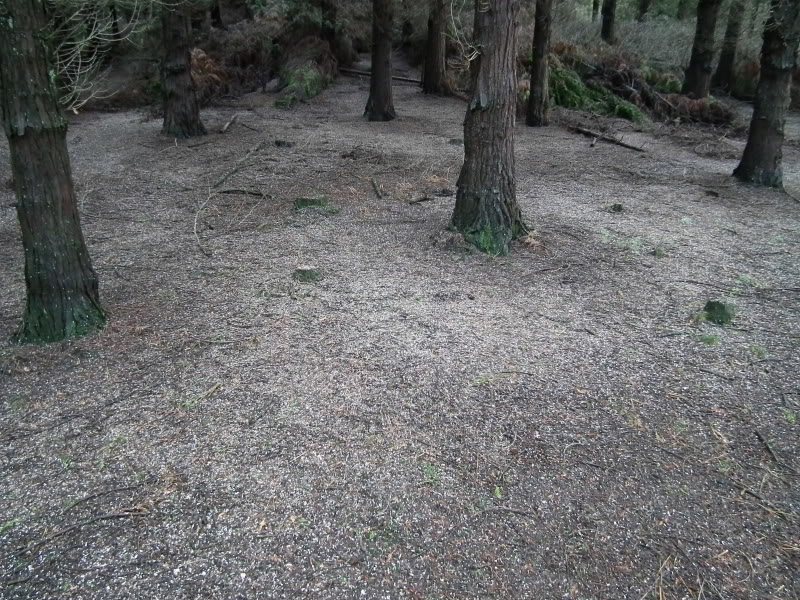PicoLaCruz-PinznBarazar153.jpg