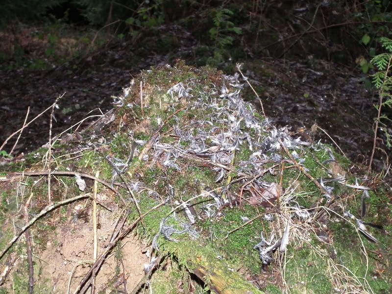 PicoLaCruz-PinznBarazar160.jpg