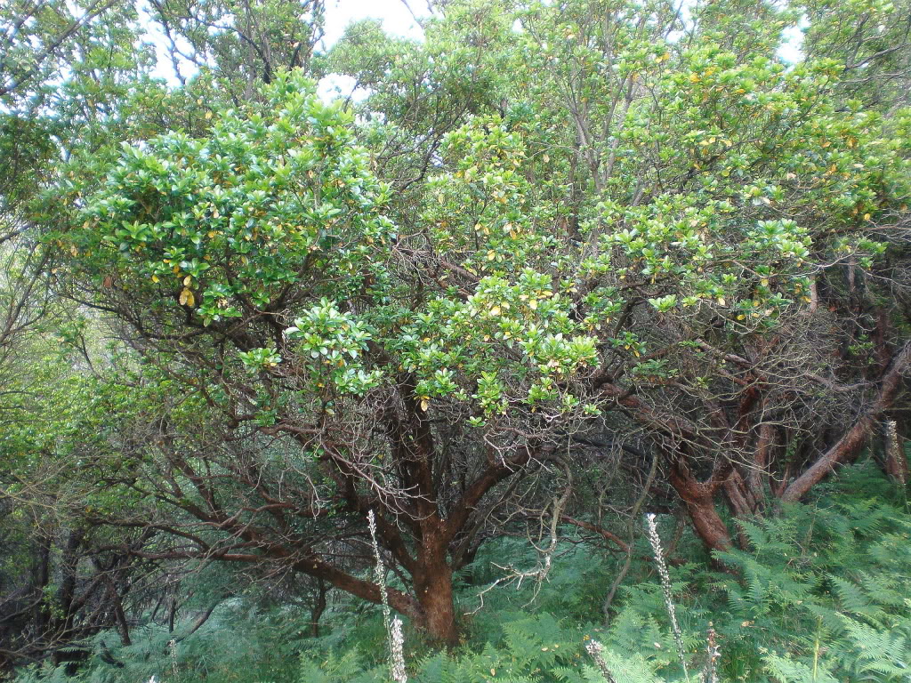 P6050003.jpg
