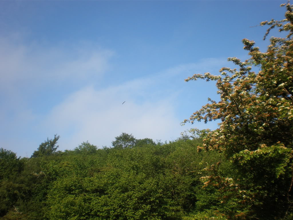 P6050017.jpg