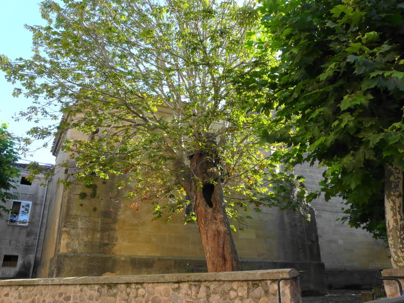 P1030439.jpg