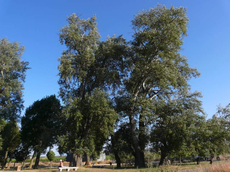 P1030443.jpg