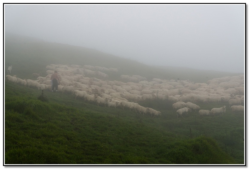 Una tardera por Aralar, seles, ovejas, nieblas ...