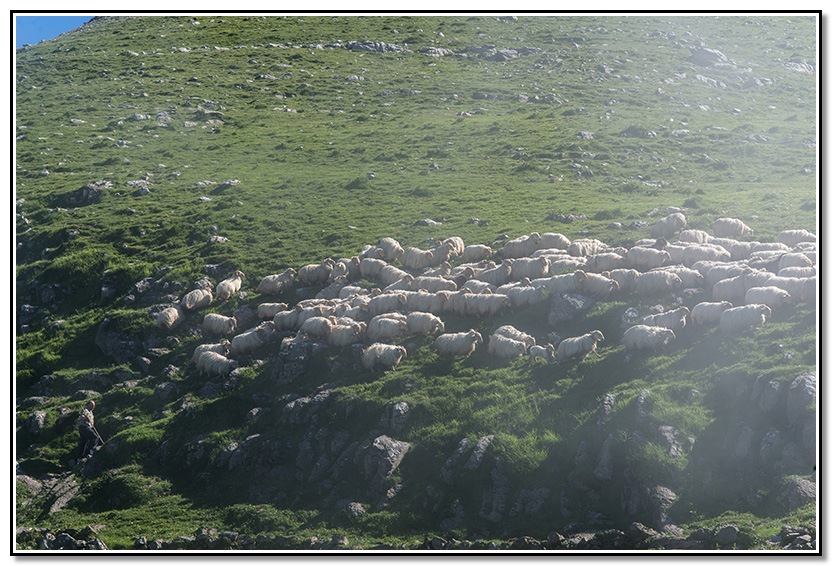 Una tardera por Aralar, seles, ovejas, nieblas ...