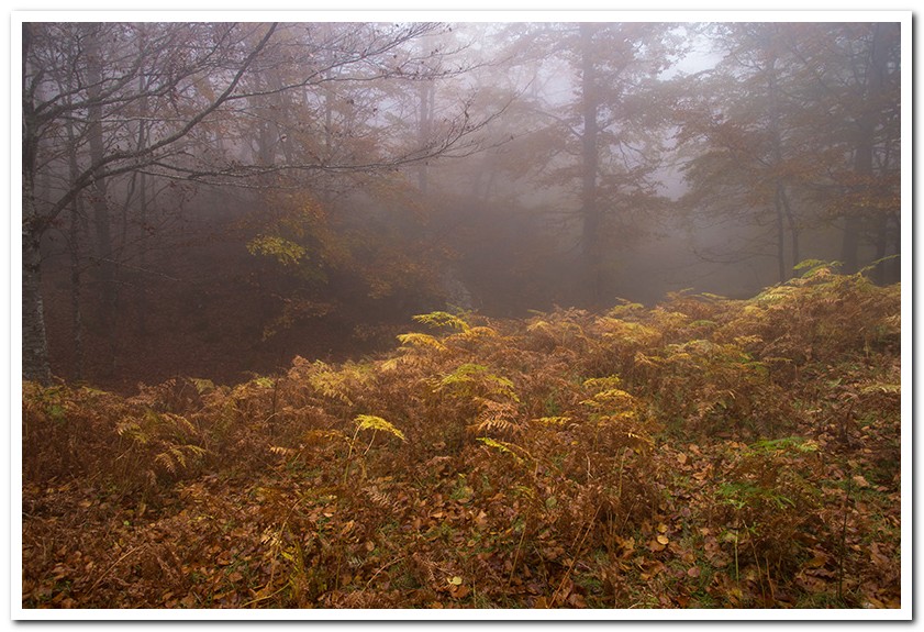 Beloki: Aralar, nieblas y otoño