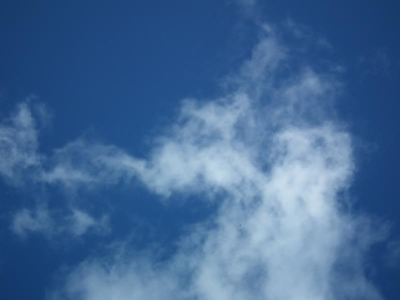 photo halconezc004_zps2ccfea12.jpg