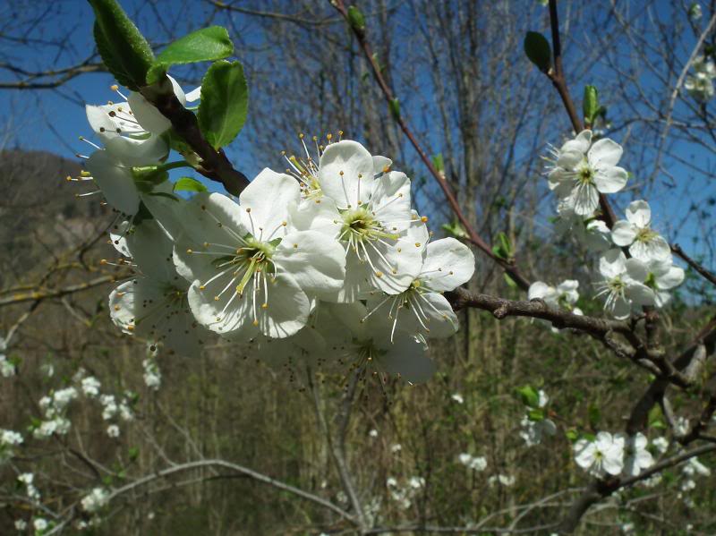 photo primavera144_zps9f47b763.jpg