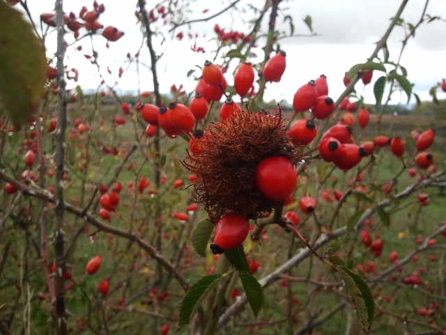 photo 2012-10-28132614_zps52225a18.jpg