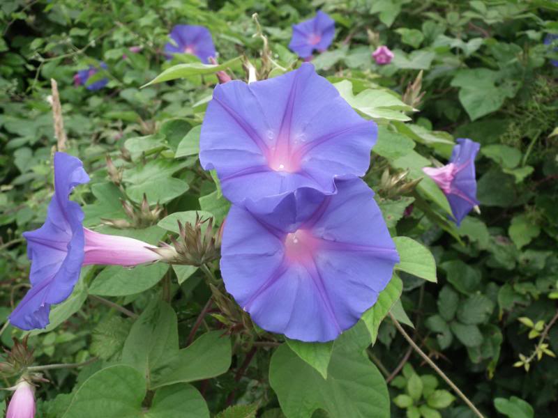 612f5bb4.jpg