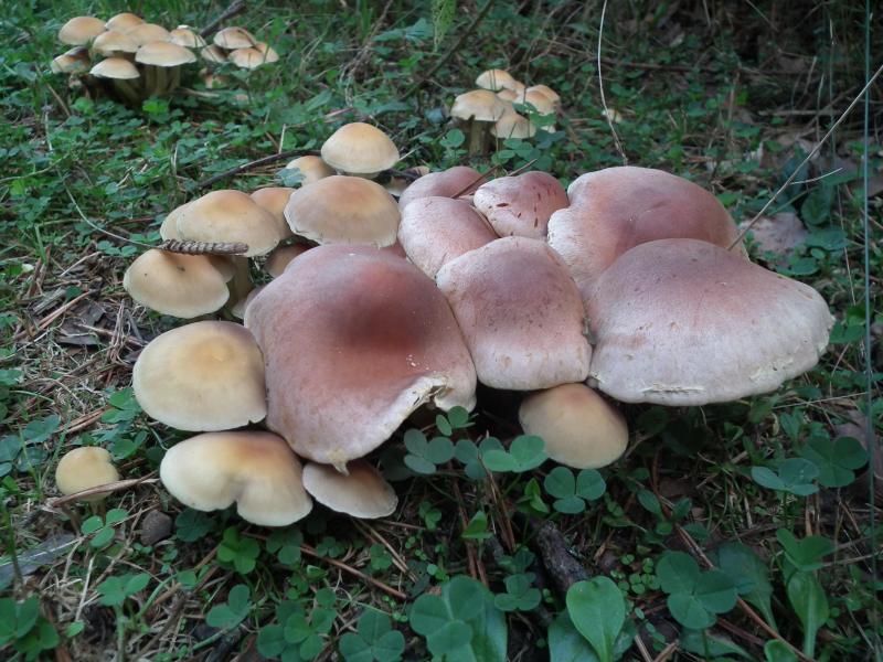 photo valvanera016_zps5d0b15f3.jpg