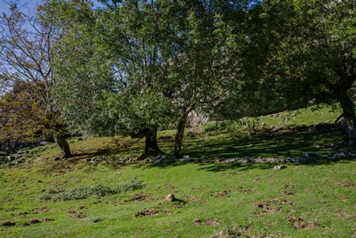 foto saroi