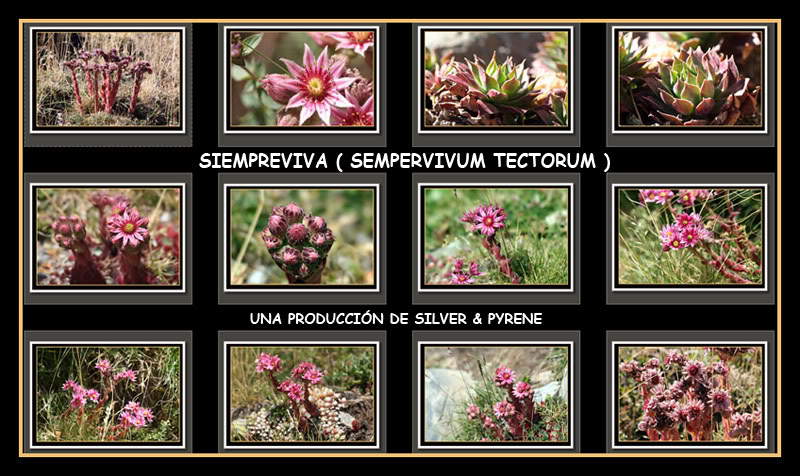 La Siempreviva (Sempervivum Tectorum) - Mendiak