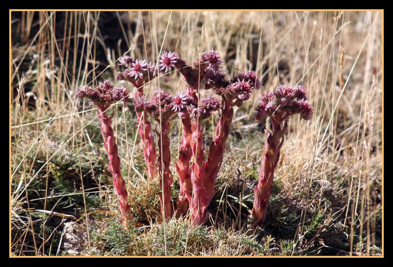 La Siempreviva (Sempervivum Tectorum) - Mendiak