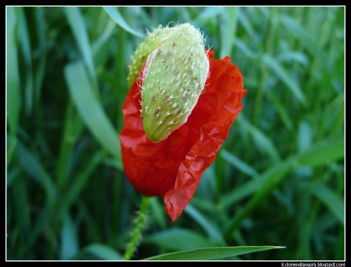 amapolas