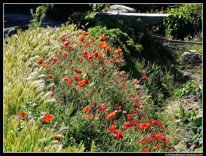 AMAPOLAS