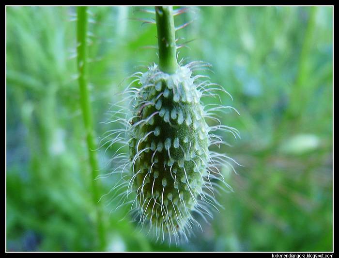 amapolas