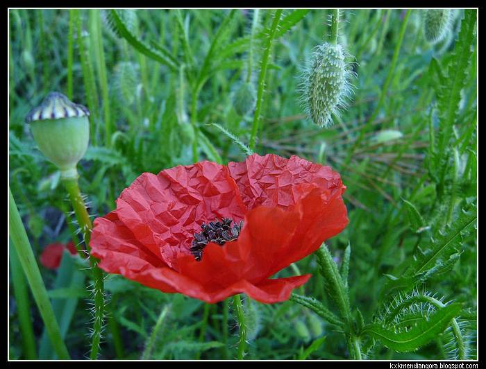 amapolas