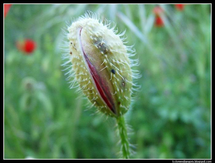 amapolas
