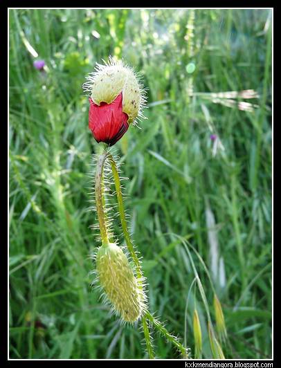 amapolas