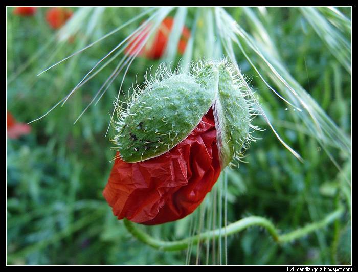 amapolas