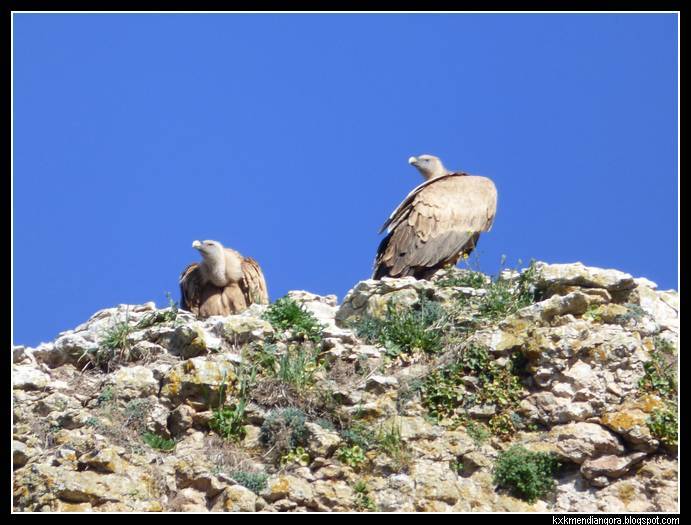 Cañon Rio Lobos