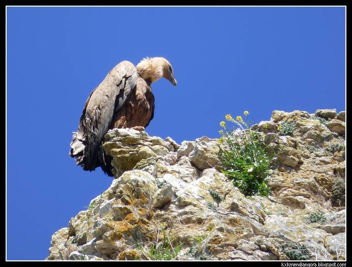 Cañon Rio Lobos